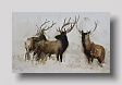 stags,sketch  watercolour